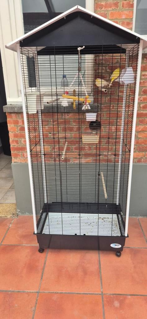 Mooi kanaries met kooi, Ophalen of Verzenden