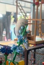 Koppeltje agapornis 2 jaar, Plusieurs animaux, Perroquet nain ou Inséparable, Bagué