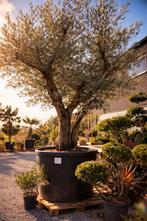 Prachtige olijfboom Olea Europaea meerstam, Tuin en Terras, Ophalen, Olijfboom