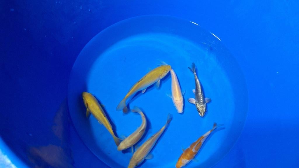 Chagoi, karashi en ochiba van de kweker Otsuka, Carpe ou Koï