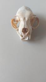 Schedel van kat, Ophalen