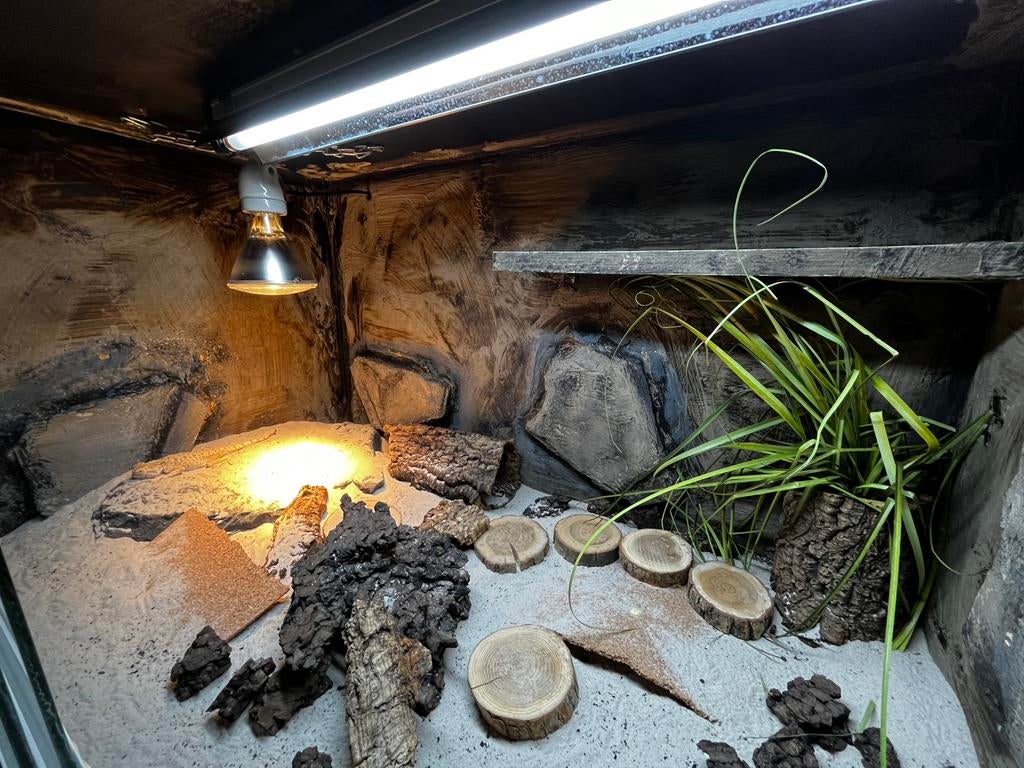 80x50x50 ingericht terrarium, Ophalen, Zo goed als nieuw, Terrarium of Paludarium