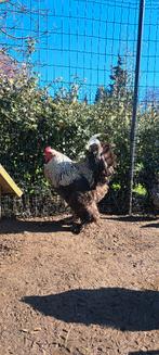 Brahma haan, Dieren en Toebehoren, Mannelijk, Kip