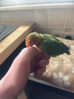 Jonge agapornis, Dieren en Toebehoren, Geslacht onbekend, Dwergpapegaai of Agapornis, Geringd