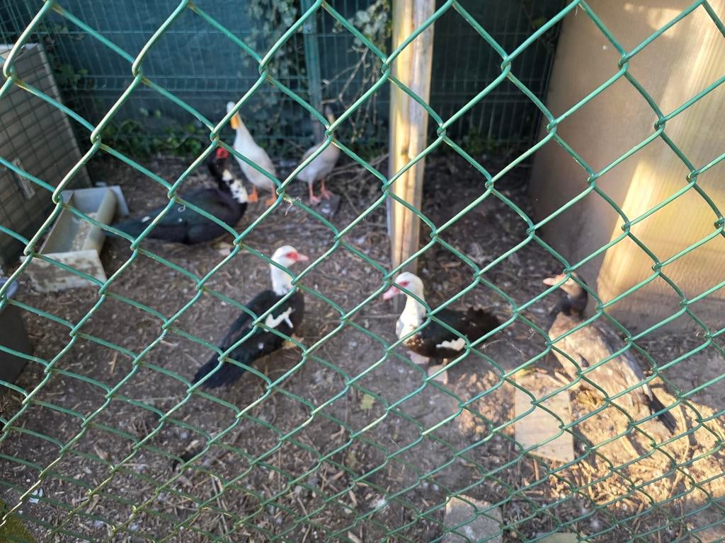 Barberie eenden + 2 loopeenden, Dieren en Toebehoren, Pluimvee