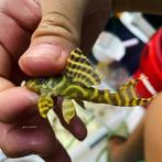 L333 yellow/goldline, Dieren en Toebehoren, Vissen | Aquariumvissen, Vis, Zoetwatervis