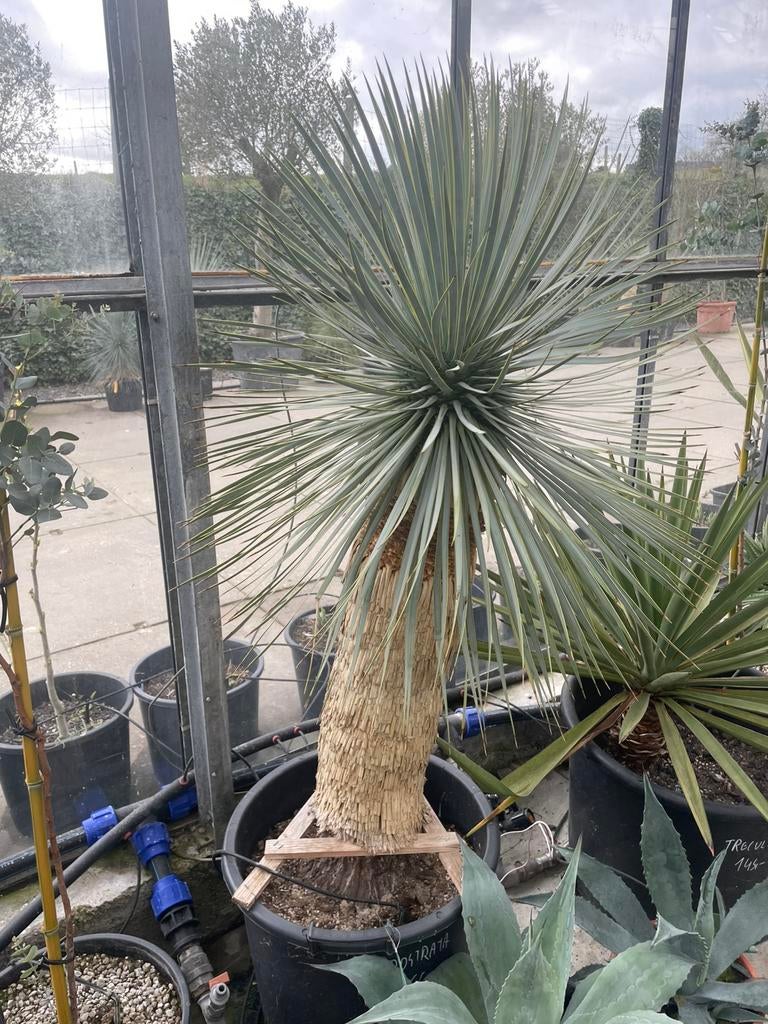 Yucca Rostrata, En pot, 100 à 250 cm, Plein soleil, Enlèvement