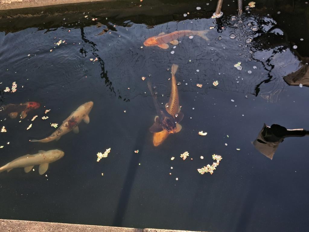 koy's te koop, Dieren en Toebehoren