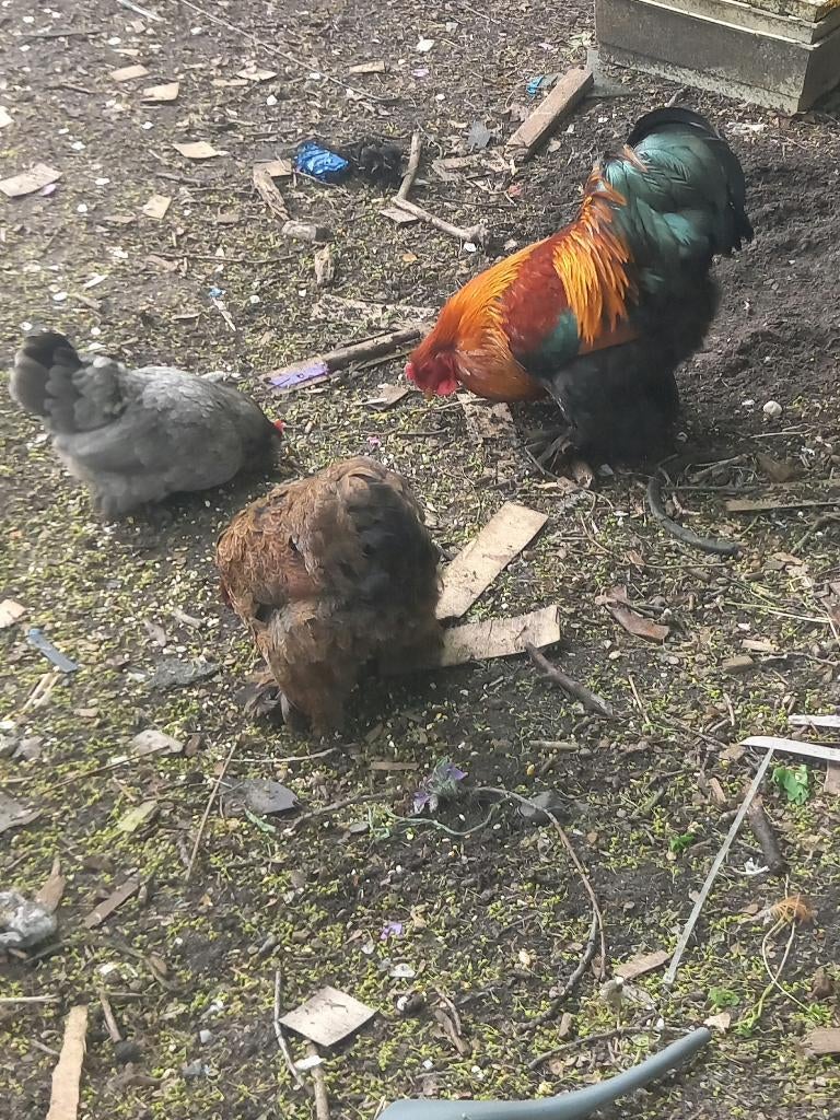 Foktoom Brahma krielen Patrijs/Isabelpatrijs, Dieren en Toebehoren, Meerdere dieren, Kip