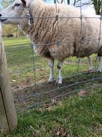 Swifter ooi, Dieren en Toebehoren