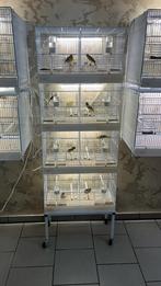 Lot de 4 couples des canaris razza espagnol, Enlèvement, Cage d'élevage