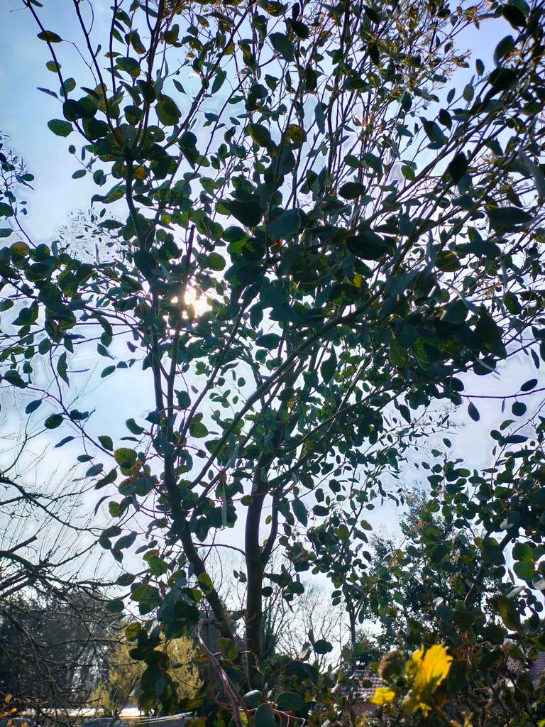 Eucalyptus takken voor boeket, Ophalen