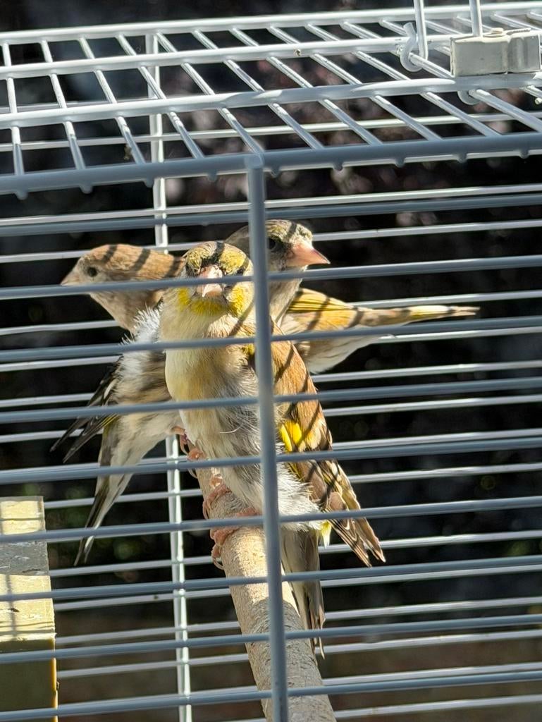 Sijs vogels te koop – 2 mannen en 2 poppen, Plusieurs animaux