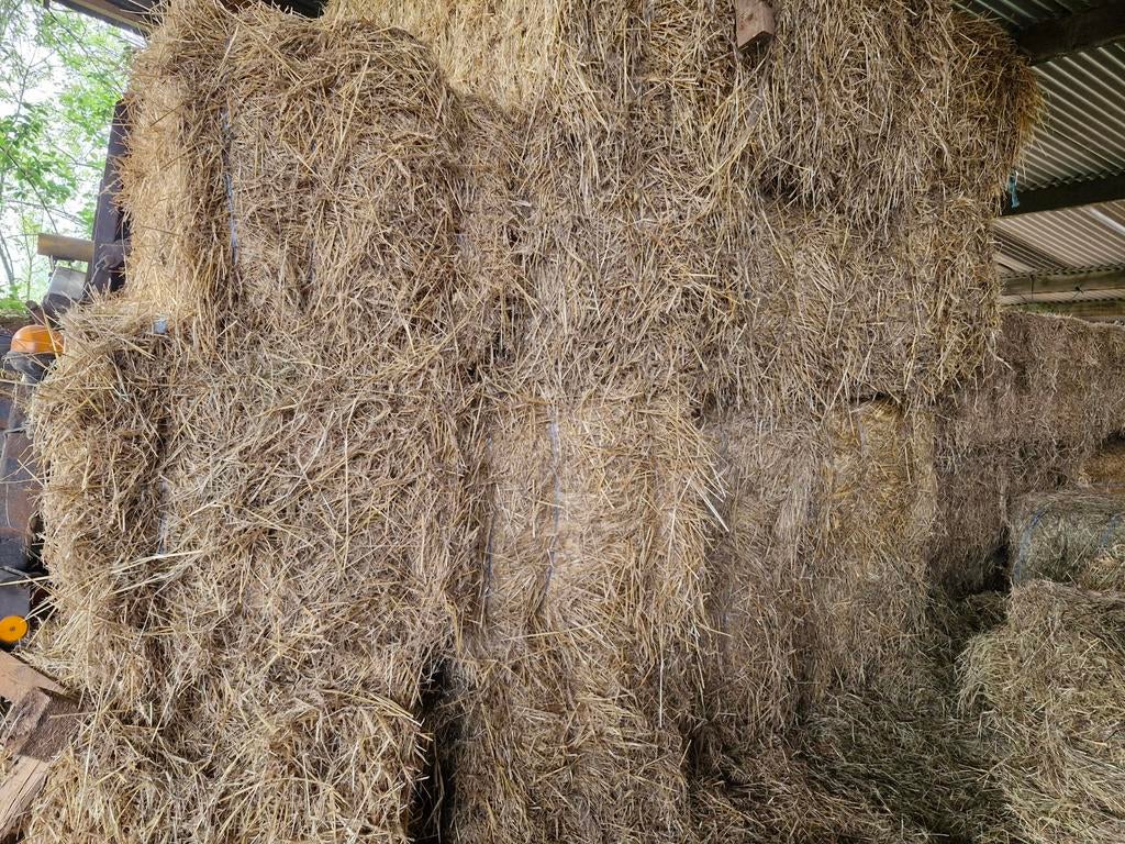 Stroo, Dieren en Toebehoren, Runderen