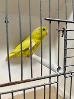 Forpus pop, Dieren en Toebehoren, Vrouwelijk