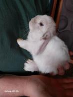 Nederlands Hangoor Dwergkonijn Voedster, Dieren en Toebehoren, Konijnen, Vrouwelijk, Dwerg, Hangoor, 0 tot 2 jaar