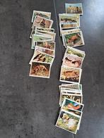 50 Chromos Panini : le monde des animaux, Envoi, Utilisé