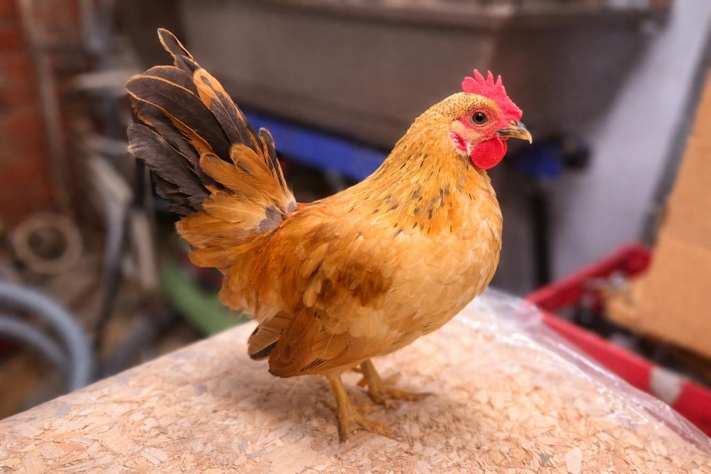 Serama haantje 🐣9/02, Animaux & Accessoires, Volatiles