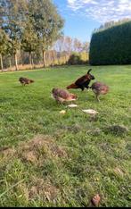 Broedeieren Araucana, Dieren en Toebehoren, Pluimvee