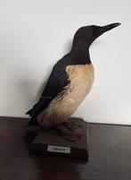 Opgezette zeekoet antiek, Ophalen of Verzenden, Zo goed als nieuw