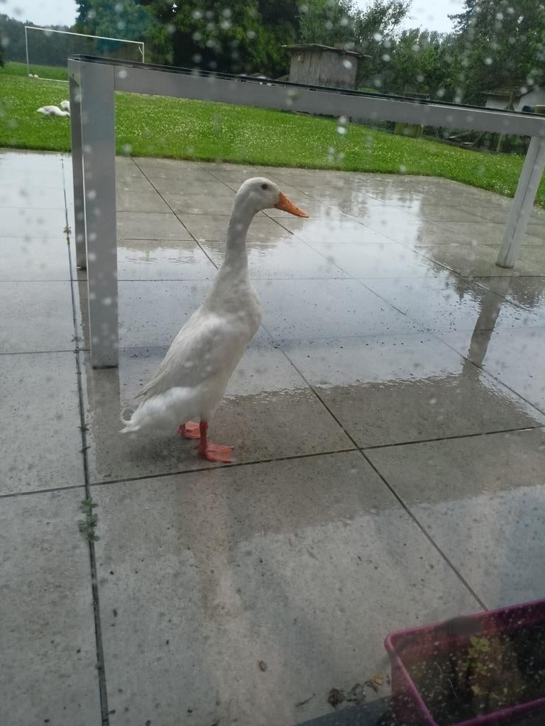 Broedeieren van witte Indische loopeenden., Dieren en Toebehoren