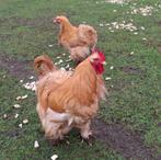 Broedeieren cochin groothoender buff 2€/stuk, Dieren en Toebehoren, Pluimvee