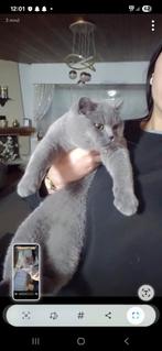 Tamme Britse korthaar  kater, Chat, Avec pedigree, 0 à 2 ans