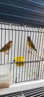 metis, Animaux & Accessoires