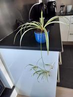 Grasslily dans un pot décoratif, Enlèvement