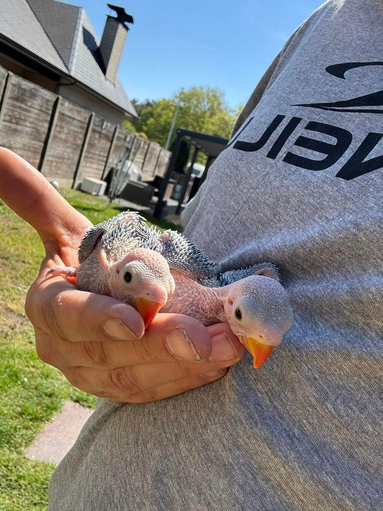 Halsbandparkieten, Dieren en Toebehoren, Vogels | Parkieten en Papegaaien