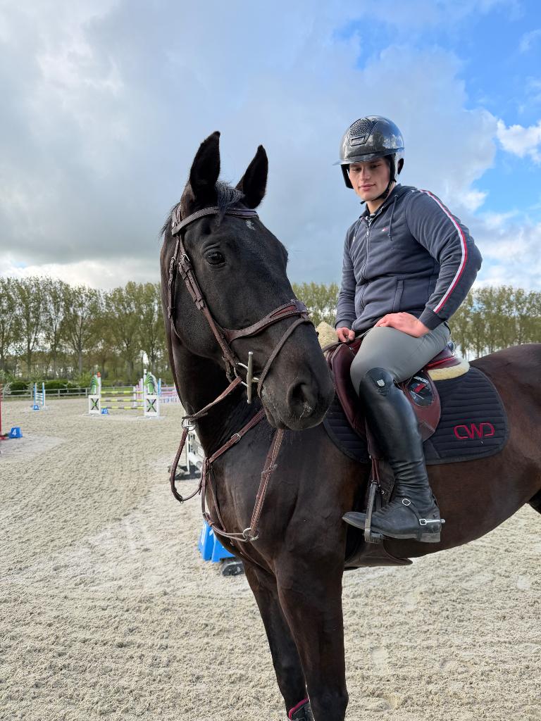 For sale 10 year old gelding showjumper, Dieren en Toebehoren, Ruin, Springpaard, Met stamboom, 7 tot 10 jaar