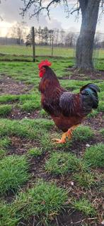 Rhode island Red Haan, Dieren en Toebehoren, Pluimvee, Mannelijk, Kip