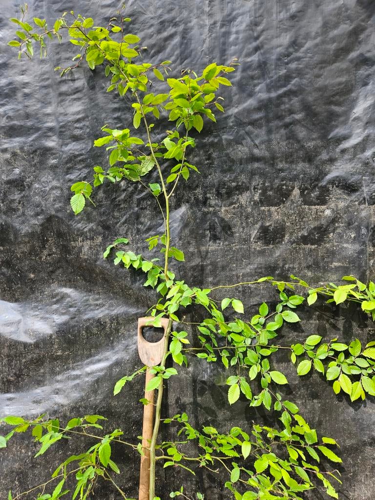 Jonge haagbeuk ongeveer 2m30 hoog, Tuin en Terras, Ophalen, Haagbeuk, Haag