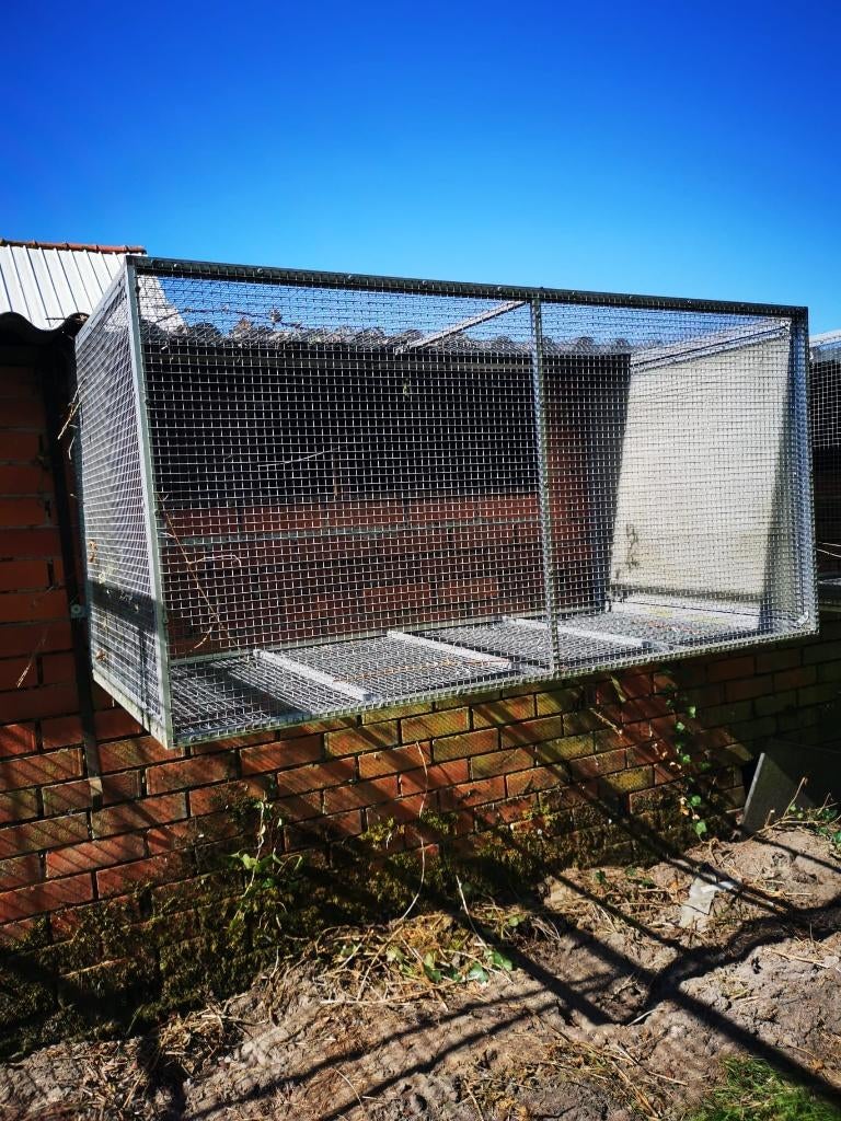 Voliere duiven - 4 stuks - apart ook te koop