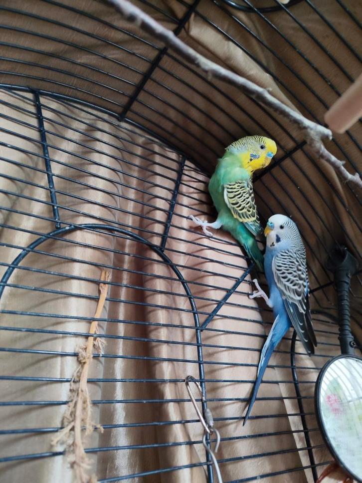 2 grasparkieten met kooi, Dieren en Toebehoren, Vogels | Parkieten en Papegaaien