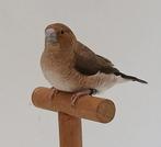 3 jonge zilverbekken, Dieren en Toebehoren, Meerdere dieren, Tropenvogel, Geringd