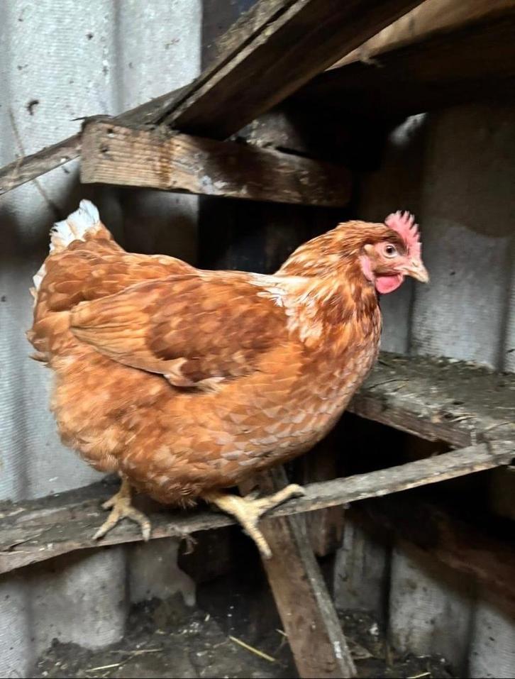 7 poules pondeuses d’un an, Animaux & Accessoires, Volatiles | Accessoires, Comme neuf, Couveuse, Enlèvement ou Envoi