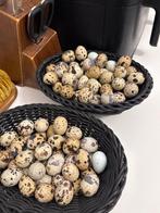 broedeieren van Japanse kwartels, Dieren en Toebehoren