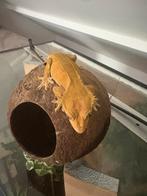 0.1 Harlquin Wimpergekko | Gecko à crête reproducteur, Animaux & Accessoires, Enlèvement