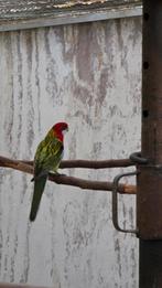 Rosella parkiet, Mâle, Perruche
