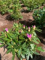 Rhododendrons ponticum, Autres espèces, Printemps, Enlèvement, Plante fixe