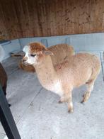 te koop alpaca hengst, Augustus, Mannelijk