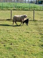 Ooi met 1 lam, Dieren en Toebehoren, Schapen, Geiten en Varkens