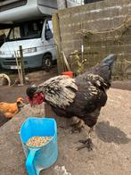 Verschillende hanen, Dieren en Toebehoren, Mannelijk, Kip