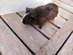 Nog 2 jonge cavia's beschikbaar vrouwtjes, Maart, Vrouwelijk, Cavia