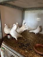 Verschillende soorten duiven, Dieren en Toebehoren, Vogels | Duiven, Meerdere dieren, Overige soorten