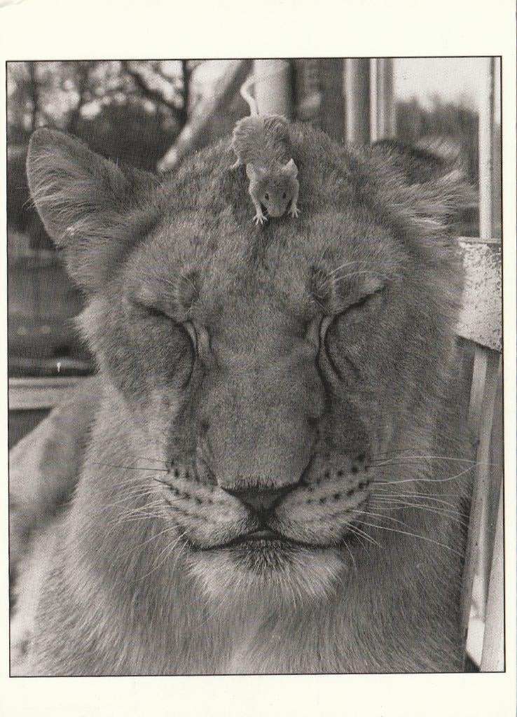 LEEUWIN  MET  MUISJE  OP  HAAR  KOP, Collections, Cartes postales | Animaux, Envoi, Non affranchie, Animal sauvage