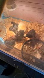 Ayam cemani kuikens, Dieren en Toebehoren, Pluimvee, Kip