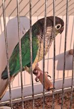 Pyrrhura molinea, Animaux & Accessoires, Oiseaux | Perruches & Perroquets