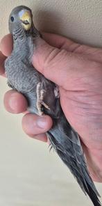 Blackface gris 2026, Animaux & Accessoires, Mâle, Perruche, Bagué